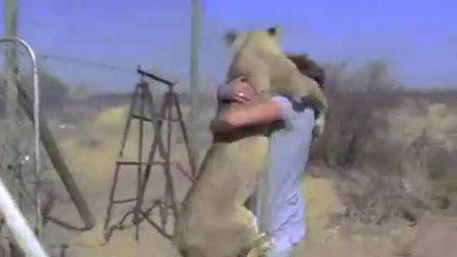 Давным-давно не видел сваего ТИГРА. смотреть онлайн