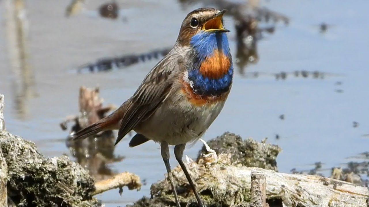 Варакушка поет и ловит мошек / Bluethroat sings and catches flies смотреть онлайн