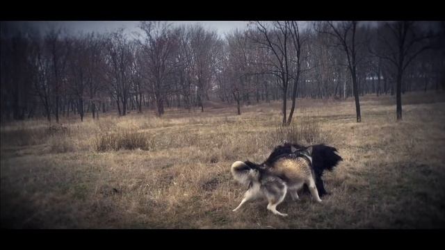Malamute and Black Russian Terrier games /// Малумут и Черный Русский Терьер. Игры смотреть онлайн