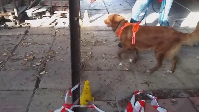 Nosework, Pomieszczenia, klasa 0, Natolin, 24.10.2021, Agnieszka i Fibi смотреть онлайн