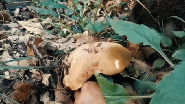 Funghi Porcini 2019 - "Porcino Reale" - ?? (Boletus regius) смотреть онлайн