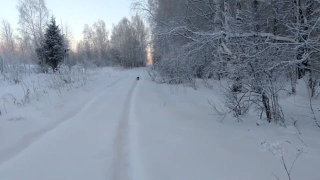 С Наступающим Новым Годом из сказочного зимнего леса ! смотреть онлайн