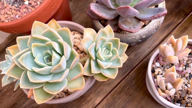【夏天更美了】的多肉系列 她們都橘到不行🧡 They Look Incredible In Summer | Echeveria Graptoveria 秋麗 夢露 武仙座 廣寒宮 смотреть онлайн