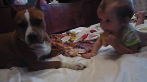 Амстафф и ребёнок.