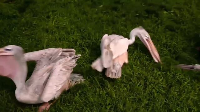 Virtual Longleat Safari смотреть онлайн