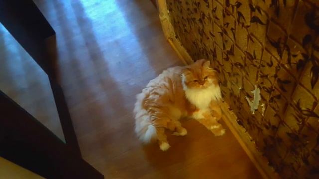 БОЯТСЯ ЛИ КОТЫ ОГУРЦОВ??? смотреть онлайн
