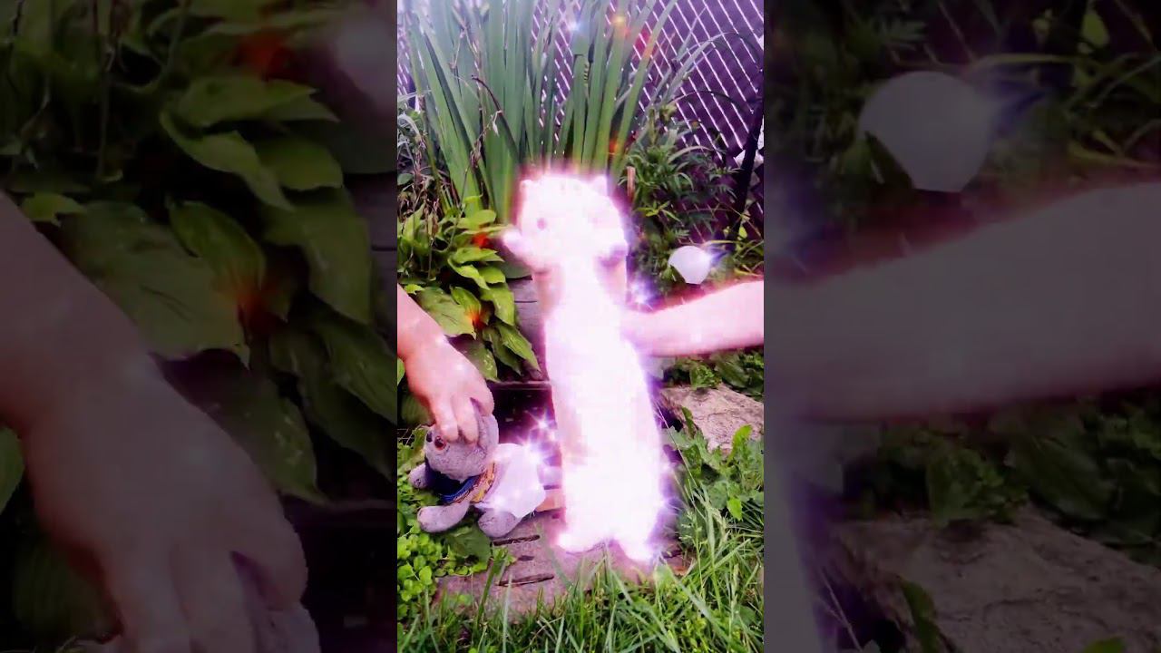 Супер котики #music #cat #cute #musica #веревочныйпарк #dance смотреть онлайн