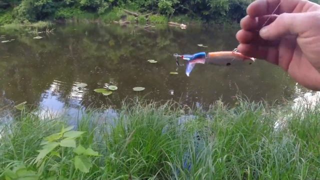 Первая рыбалка на поппер 2023!Резиновый поппер и квокер! смотреть онлайн