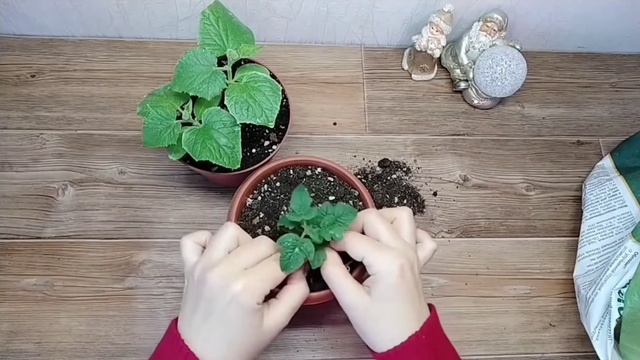 ТОМАТ ,,БОНСАЙ“ *ВЫРАЩИВАНИЕ И ДЕГУСТАЦИЯ. смотреть онлайн