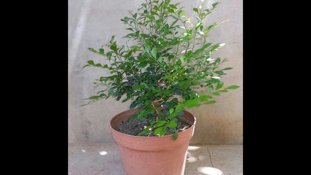 Murraya Paniculata - Useful Tropical Plants