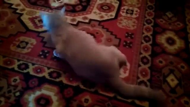 Для котов это наркоз смотреть онлайн