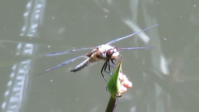Стрекоза и зонтичный сусак смотреть онлайн