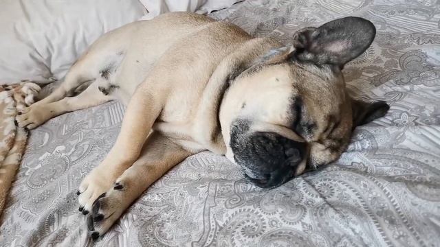 Рядом с ним постоянно хочется спать??#люблюнемогу смотреть онлайн