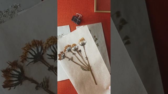 панно с сухоцветами #сухоцветы #гербарий смотреть онлайн