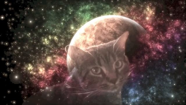 Кошки не ходят строем смотреть онлайн