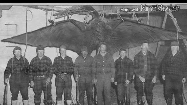 Неизвестные Животные Планеты Земля 010 - Современные Птерозавры смотреть онлайн