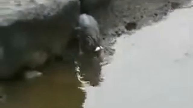 Эта умная птица ловит рыбу на приманку смотреть онлайн