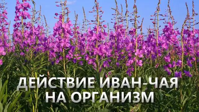 Кому полезен Иван-чай? смотреть онлайн