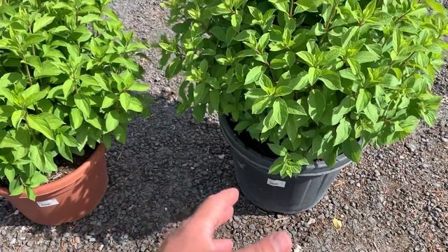 метельчатая гортензия Геркулес Хит ('GRHP14'PBR) Hydrangea paniculata 'Hercules, жемчужина в саду!! смотреть онлайн