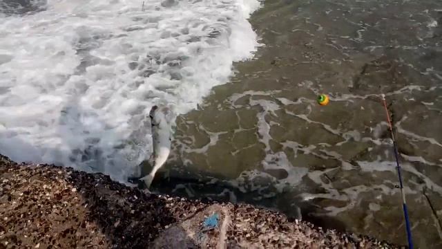 Рыбалка в Турции Морская рыбалка Fishing in Alanya золотополосый сиган Как ловить в море на удочку смотреть онлайн
