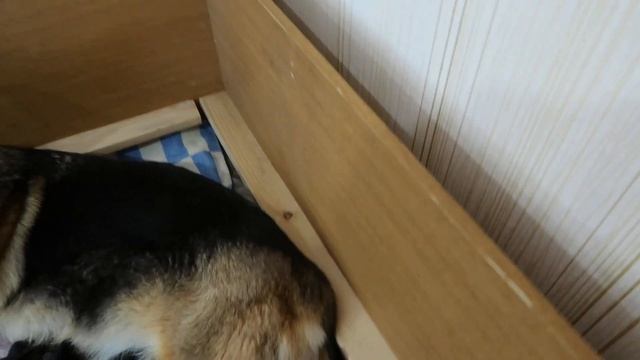 2 ДЕНЬ ПОСЛЕ ЩЕНЕНИЯ#немецкаяовчарка#родынемецкойовчарки - Берта, щенки, молоко, коктейль... смотреть онлайн