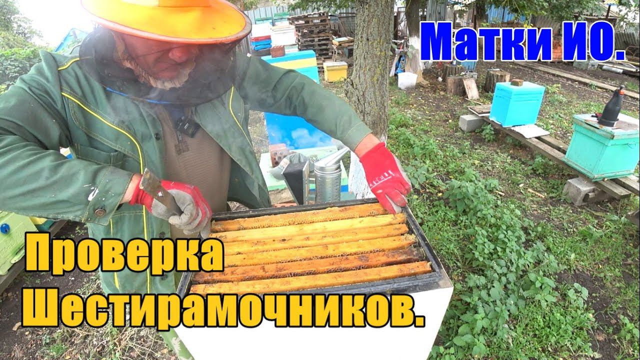 Проверка шестирамочников Матки ИО смотреть онлайн