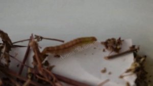 Как гусеница превращается в куколку