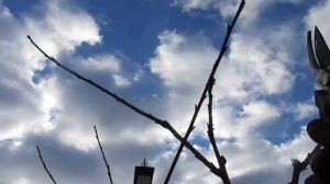 ОБРЕЗКА ЧЕРЕШНИ. Как формировать молодое дерево