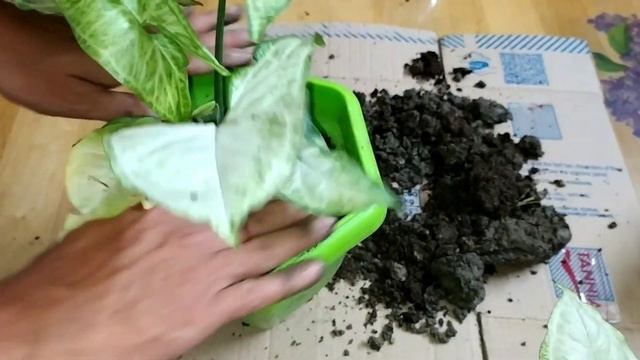Syngonium Plant Care/arrow Head Plant Care/tips/syngonium Plant Propagation/syngonium Plant In Wate