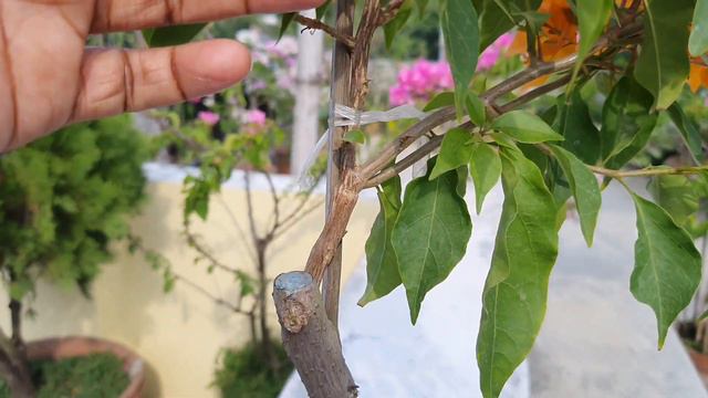 Bougainvillea Fire Opal.