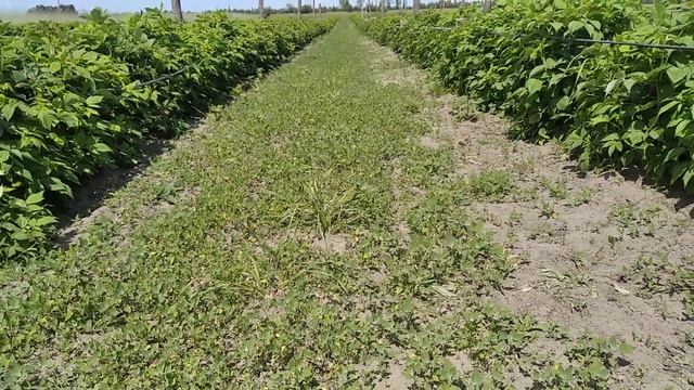 Малина станом на 28 травня. смотреть онлайн