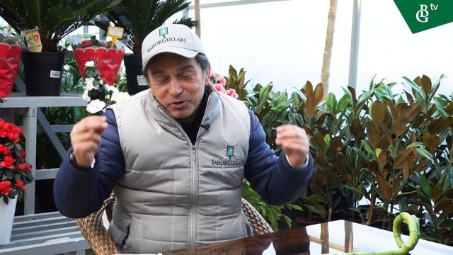 Драцена - описание