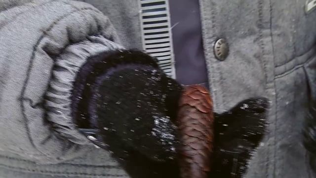 доклад про ель смотреть онлайн