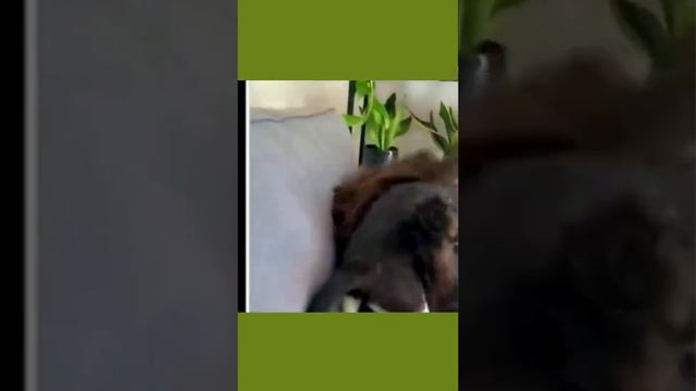 Видео с животными. Смотреть до конца. смотреть онлайн