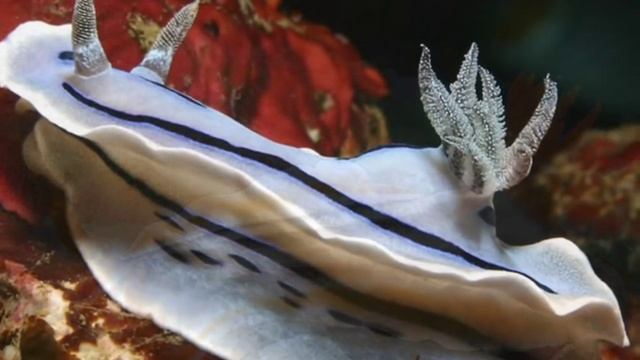 голожаберные моллюски смотреть онлайн