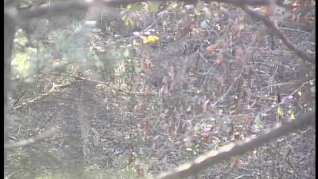 Buckmasters: Shotgun Scrape Hunt in Alabama смотреть онлайн