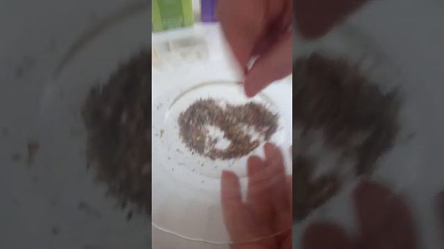 Обзор чаёв с Оксаной Виноградцевой смотреть онлайн