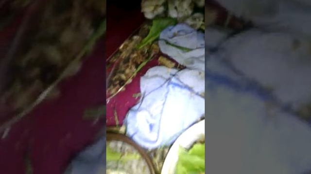 Снежок не устоял?! // ЭТО ИХНЕЕ СПАРИВАНИЕ???!! смотреть онлайн