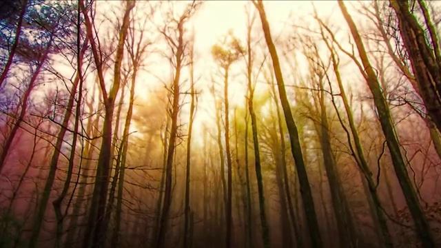 утренняя медитация видео. музыка природы для медитации бесплатно. медитация для сна и расслабления смотреть онлайн