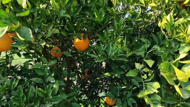 Первый глоток свободы.Израиль. смотреть онлайн