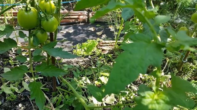 Томаты...такого у меня еще не было. / Tomatoes ... I haven't had anything like this before смотреть онлайн