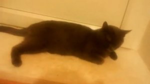 Порода Шартрез