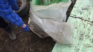 СУХОЕ УКРЫТИЕ ЮККИ НА ЗИМУ | ВРЕМЯ ПОДВОДИТЬ ИТОГИ