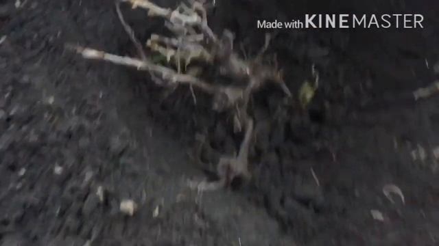 САЖАЕМ ВИШНЮ ЁЖИК НА УЧАСТКЕ ЭТО ХОРОШО.Как посадить вишню? Вишневый сад.саженцы вишни. смотреть онлайн