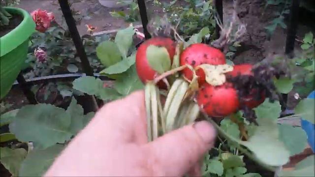 Редиска . Собираю урожай. смотреть онлайн
