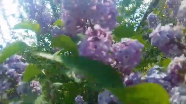 С Днем Защиты Детей! Оригинальное Пожелание! смотреть онлайн