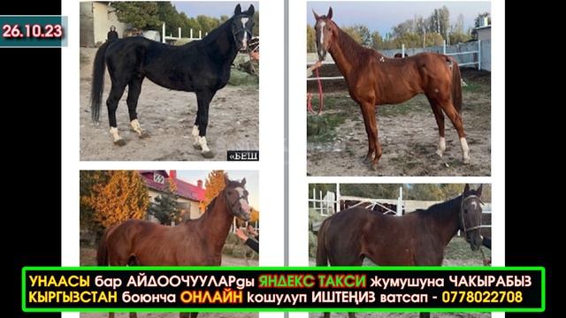 УКМК маркум КАМЧЫ Көлбаевдин БААСЫ 80 миллион СОМДУ чапчыган 15 АСЫЛ тукум ЖЫЛКЫСЫН аныктады - ФОТ смотреть онлайн