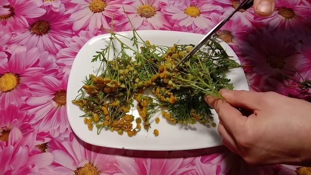 Перхоть, жирные и секущиеся волосы? Поможет чудо трава. смотреть онлайн