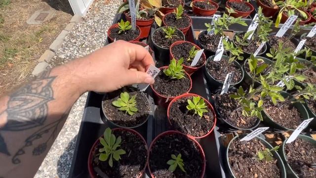Why the driveway nursery was a FAIL! giving away over 200 plants!! смотреть онлайн