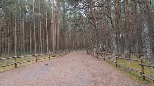 Таинственный лес на Куршской Косе. Загадки и вопросы. #КуршскаяКоса #Лес #ТанцующийЛес #Тайны смотреть онлайн